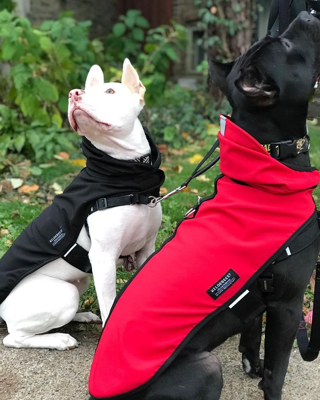 All Weather Dog Jacket