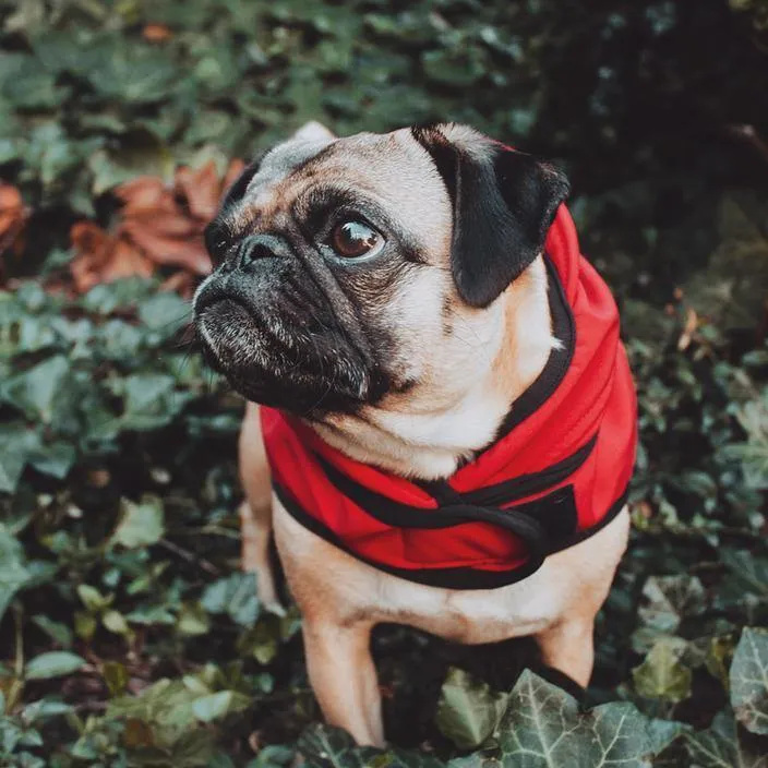 All Weather Dog Jacket