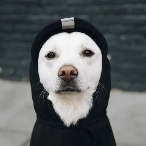 All Weather Dog Jacket